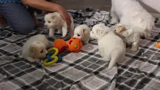 Coton Puppies For Sale - Foxy 8/3/21