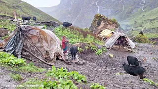 Himalayan Shepherd Life in Dolpa | Nepal | Rainy Day | Himalayan village Daily Lifestyle | Real Life