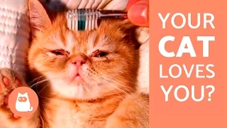 10 Signs that your Cat Loves You