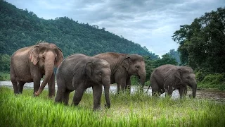 Дикая природа Тайланда  Часть 1  Документальный фильм NationalnGeographic