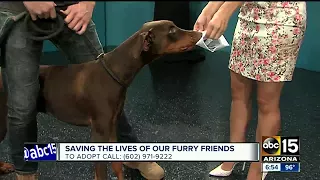 Dante the Doberman was hungry for a script on ABC15 Mornings!