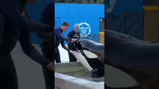 Killer Whale Teeth Cleaning! 🐳😍 #seaworld #orca #shorts