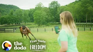 Starving Horse Becomes So Gorgeous And HAPPY  | The Dodo First Taste Of Freedom