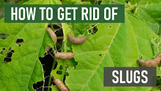 How to Get Rid of Slugs (4 Easy Steps)