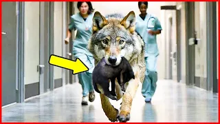 Wolf Invades Hospital, Nurse Breaks into Tears When She Discovers the Reason...