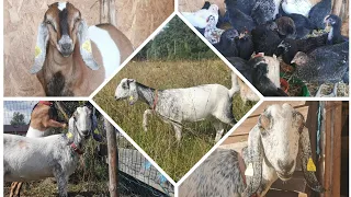 Минусы содержания коз🐐/ Цыплята🐥.