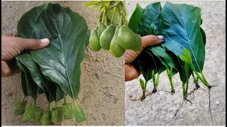How to Grow AvocadoTrees From Avocado Leaves | Best Natural Aloe Vera Rooting Hormone