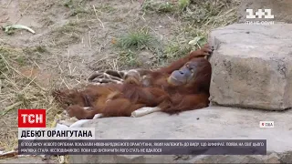 Новини світу: у зоопарку Нового Орлеану показали новонародженого орангутана