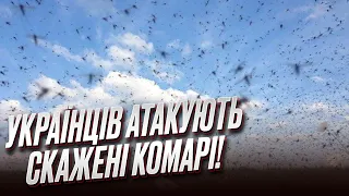 ❗️😱 Це якась аномалія! Україну заполонили комарі та мошки!