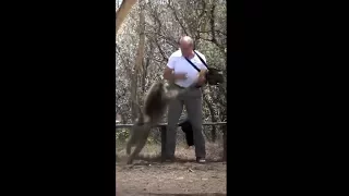 Baboon Attack in Kenya