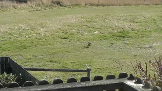 Tasmanian native hens (turbo chickens!) at full speed