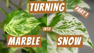 Turning my Marble Queen into a Snow Queen Pothos - The Saga