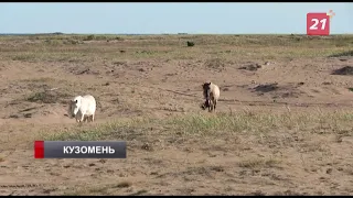 Большинство жителей Кузомени высказались против диких лошадей