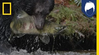 These Bears Are Picky About Their Salmon—With Good Reason | National Geographic