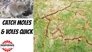 How to Get Rid of Moles and Voles in Your Yard