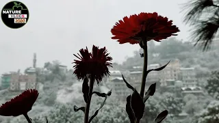 Live Heavy Snowfall in solan Himachal Pradesh