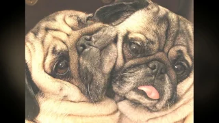 Смешные мопсы / Funny Pugs #2