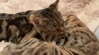 8 month old bengal kittens 🐱 a month after surgery