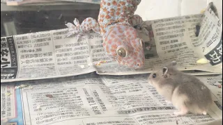 トッケイとジャンガリアンハムスター　その3 そしてまた交配へ　Tokay Gecko and Djungarian Hamster #3 Have a child again