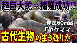 【ゆっくり解説】世界が震えた…体長60m級巨大蛇ヤクママが目撃＆撮影されていた…アマゾンの伝説の大怪物は古代生物の生き残りか! 【古代生物生存】