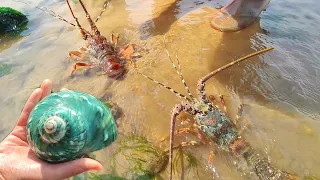 At low tide, lobsters line the beach. Pearls in blue shellfish.