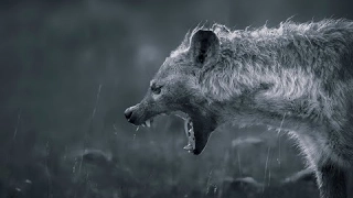 NATGEO Animals - Hyena - Bonecrusher Queens - Nat Geo Wild