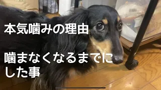 犬の本気噛みを治す方法。我が家の場合。毎日噛まれていた日々が驚くほどに変化した。