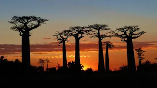 L'île rouge ( Film sur Madagascar )