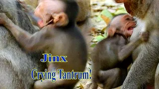 WEANING....POOR BABY JINX CRYING TANTRUM ANGRY MOM JADE BITES WEANING MILK