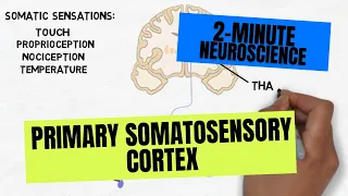 2-Minute Neuroscience: Primary Somatosensory Cortex