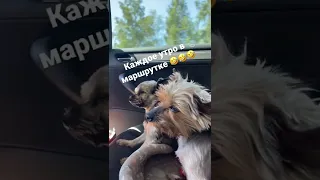 Каждое утро в маршрутке 🤣🤣🤣