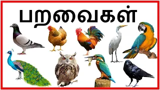 Birds Names and sounds in Tamil  for Kids | பறவைகளின் பெயர்கள்