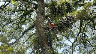 Dangerous Leaning Tree Cutting‼️ Cutdown Trembesi Trees Filled with Wild Plants.