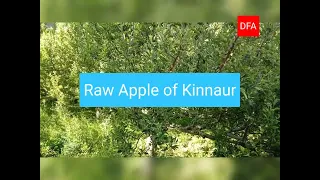 Best Apple Himachal Pradesh(Kinnaur)//kinnaur apple orchard//kinnaur apple garden.