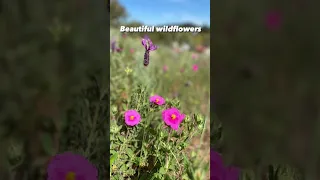 Amazing seeing so many flowers out this year! #portugal #homestead #farm #farmlife #homesteading