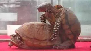 Turtle making love 2
