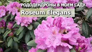 РОДОДЕНДРОНЫ В МОЕМ САДУ: УХОД ВЕСНОЙ | Рододендрон Roseum Elegans