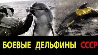 Как советские военные дрессировали водных млекопитающих