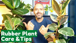 Rubber Plant Care & Tips | Grow Healthy Ficus Elastica Tineke/Robusta