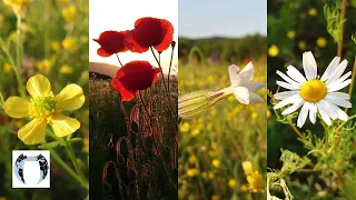 Field Of Flowers Slovakia Poppies Awesome Nature 4K: MICHAL MALACHOVSKÝ