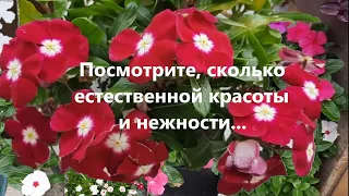 Цветок, который радует весь сезон, обзор моих катарантусов.