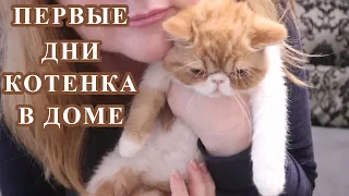 Котенок в доме  первый день. Советы новичкам Как помочь котенку адаптироваться в новом  доме. Экзот