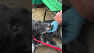 И снова пополнение в наших рядах 🐾