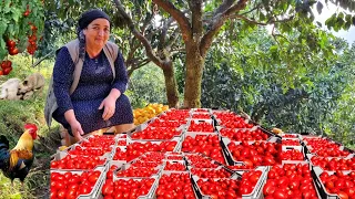 AT THE TOP OF THE MOUNTAIN, A FAMILY.  GRANDMA PREPARED FAT TOMATOES FOR THE WINTER