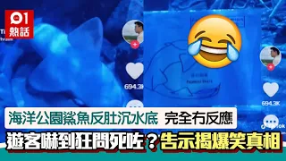 海洋公園鯊魚反肚沉水底！遊客狂問死了嗎？告示牌揭爆笑真相｜01熱話｜海洋公園｜鯊魚