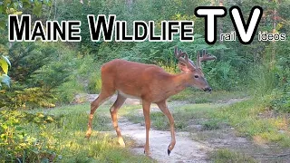 Big Bucks | Velvet Antlers | Turkey Poults | Deer | Fawn | Trail Cam | Maine Wildlife Trail Video