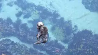 Cute Overload! A Wild Sea Otter Mom & Pup Visit the Aquarium's Great Tide Pool