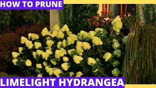 Limelight Hydrangea: How To Prune Properly