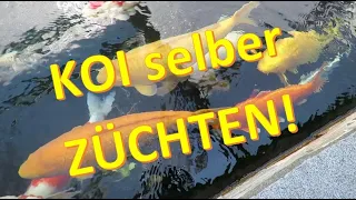 Koi züchten - WIE?