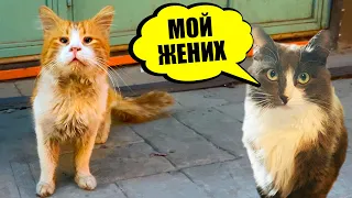 БЕЗДОМНЫЙ КОТ - МОЯ ЛЮБОВЬ! ПИТОМЦЫ ОДНИ ПРОТИВ КОТОВ В ГОРОДЕ КОШЕК